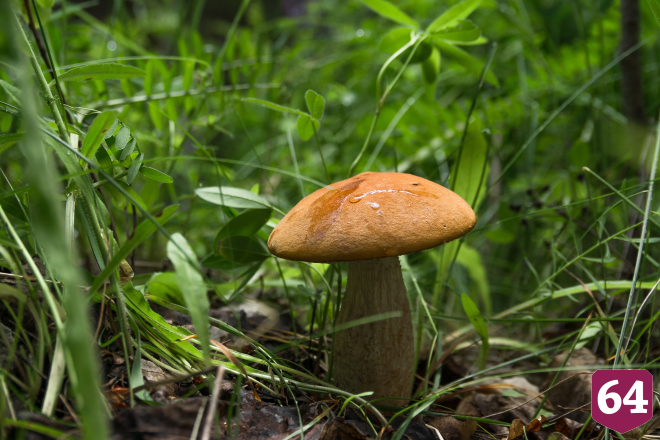 Саратовцы в грозу собрали благородные грибы  